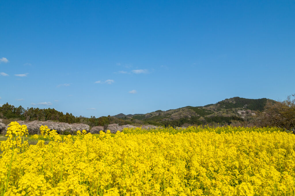 巾着田から望む日和田山